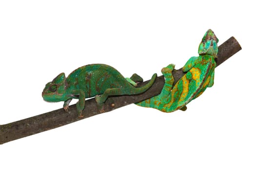 Chameleon