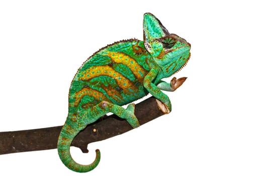 Chameleon