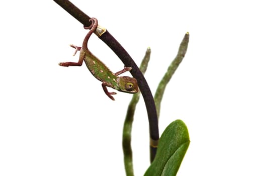 young chameleon
