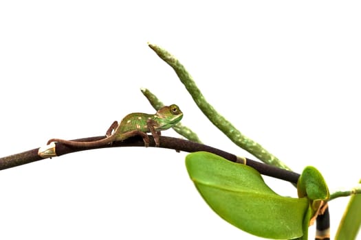 young chameleon