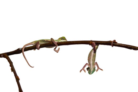 young chameleon