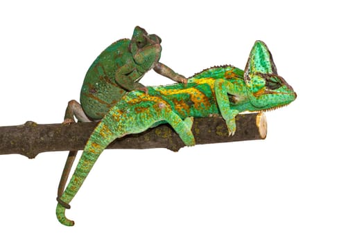 Chameleon
