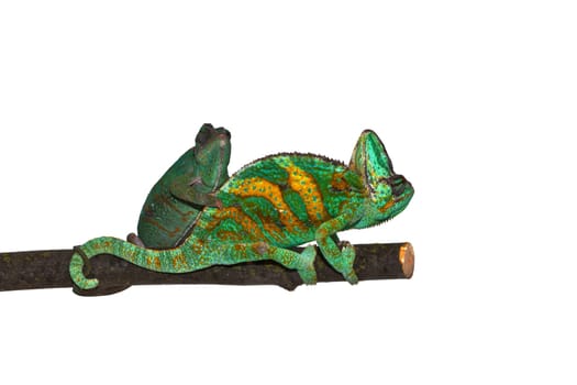 Chameleon