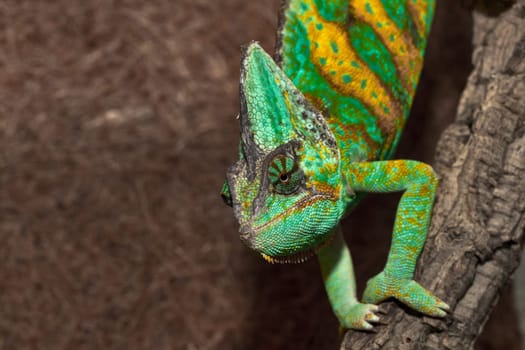 Chameleon