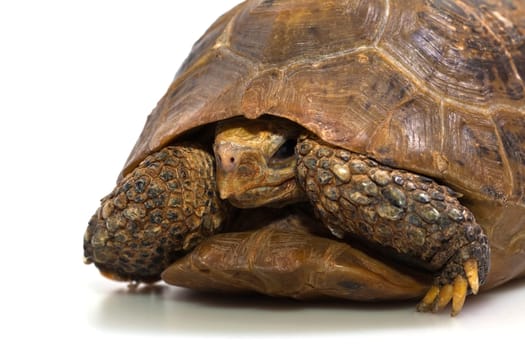 Yellow-headed turtles