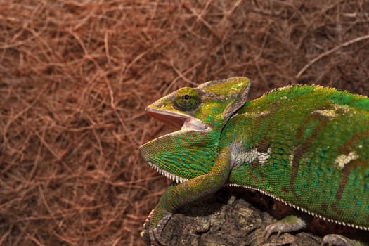 Chameleon