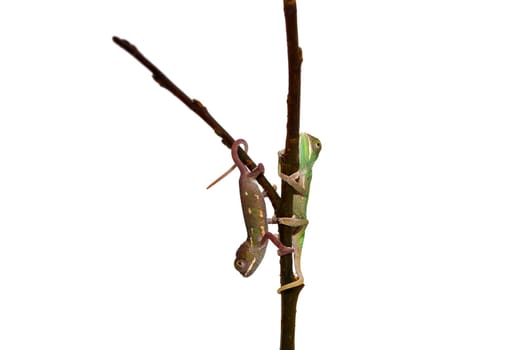 young chameleon