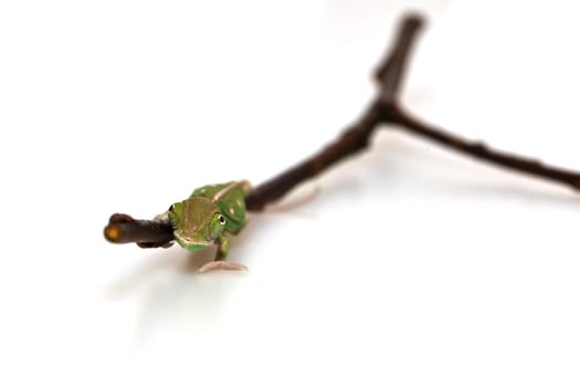 young chameleon