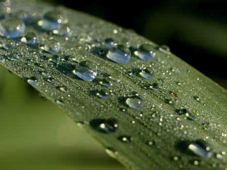 Reed drops