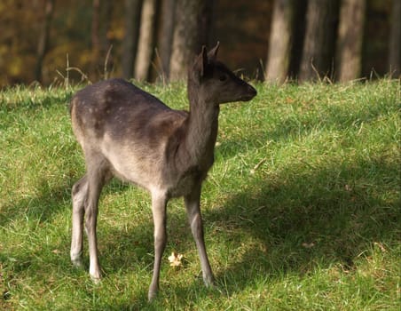 European roe deer