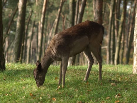 European roe deer