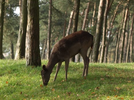 European roe deer