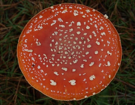 Fly agaric