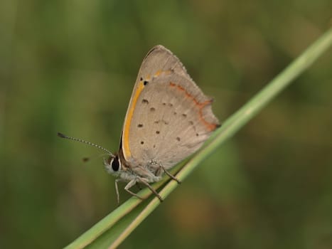 Small copper
