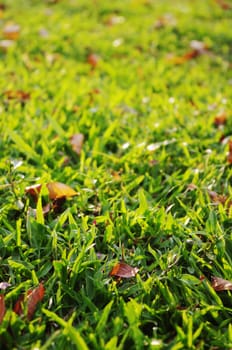 green grass background with sunlight shinning through.