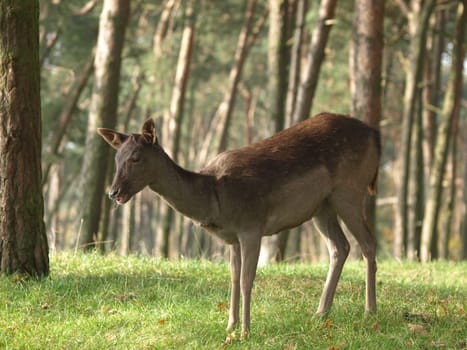 European roe deer