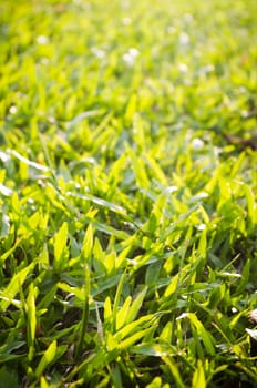 green grass background with sunlight shining through.