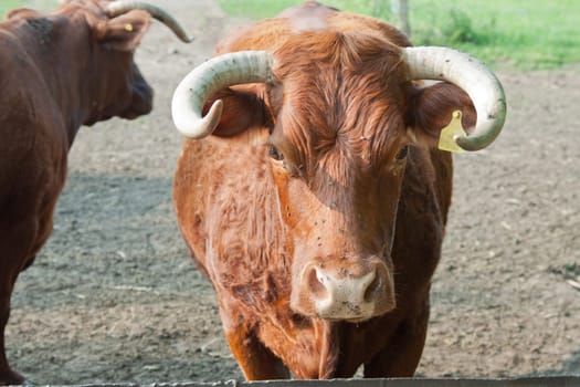 Cattle photographed directly from the front