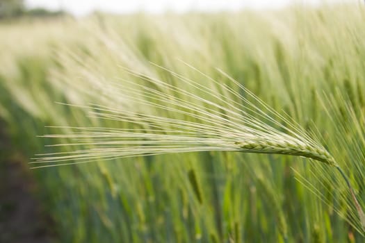 Single ear of corn in a barley field