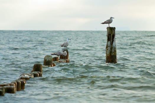 Several seagulls on the beach of Bansin