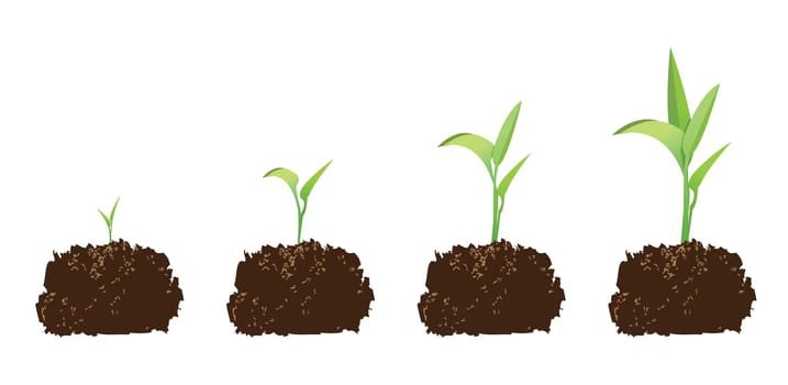 seedling or germination of a seed, to illustrate concept of growth.