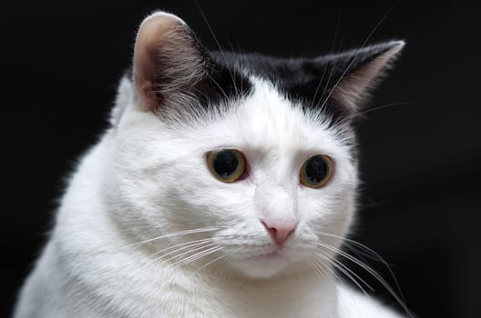(cat animal) without big