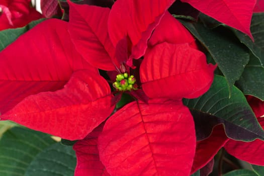 Poinsettia