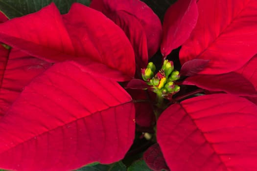 Poinsettia