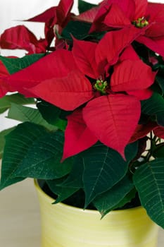 Poinsettia
