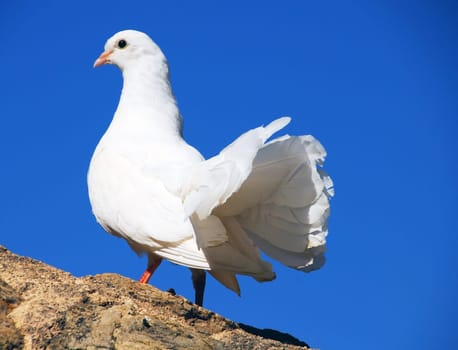 The White Dove of Deia