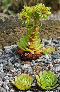 Sempervivum wuldenii in the rock garden
