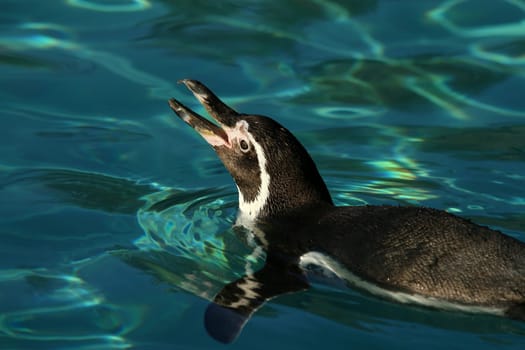 Bathing