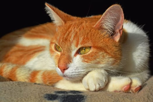 red cat