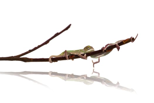 young chameleon