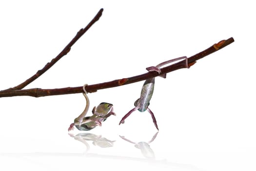 young chameleon