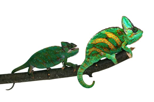 Chameleon