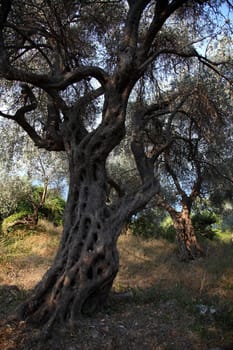 Olive tree