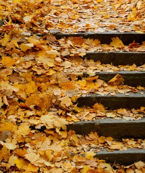 Stone Stairs Covered With Orange Autumn Leaves