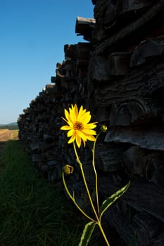 Sunflower in the shade