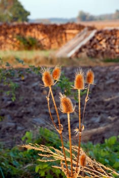 Weaver's thistle in the field