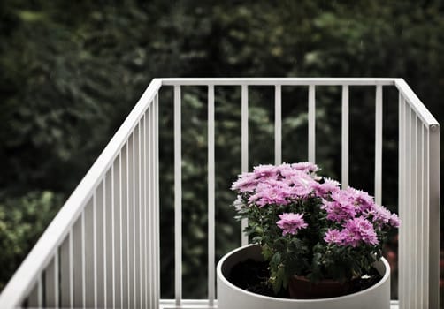 Balcony flowers