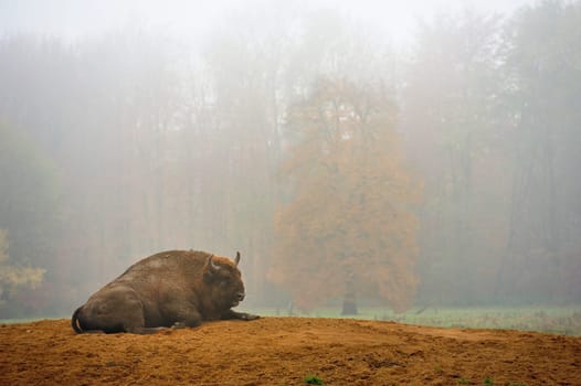 Game species in bison enclosure Springe,European bison.Bison in bison enclosure Alvesrode,European bison.