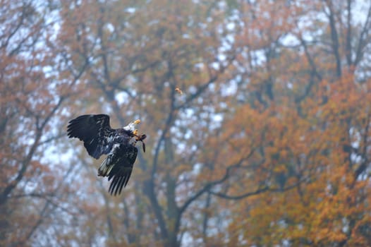 Game species in the bison enclosure Springe,bald eagles hunting.