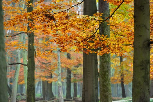Mystical landscapes in bison enclosure forest,Springe,Germany.