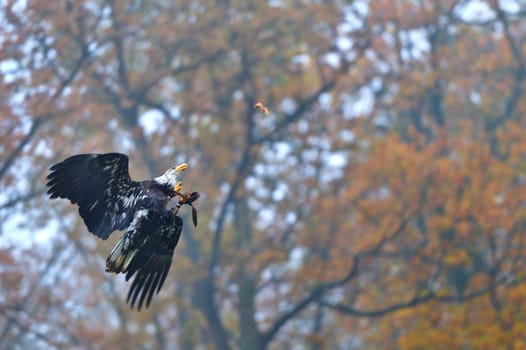 Game species in the bison enclosure Springe,bald eagles hunting.