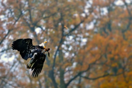 Game species in the bison enclosure Springe,bald eagles hunting.