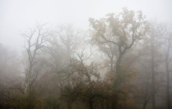 Mystical landscapes in bison enclosure forest,Springe,Germany.