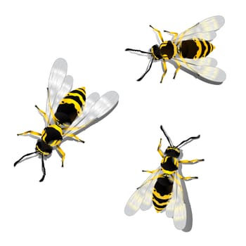 German wasps against white background