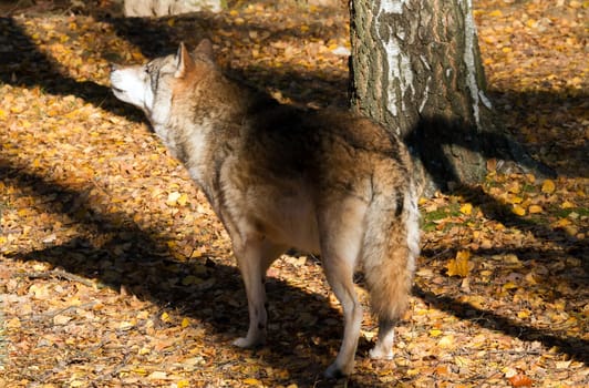 Wolf