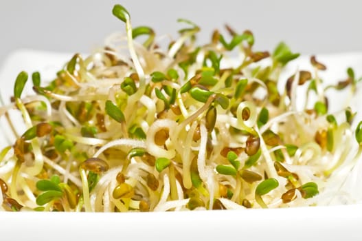 Sprouts of Alfalfa